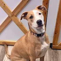adopt-pet