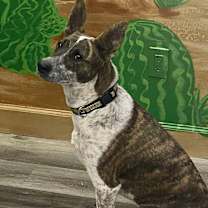adopt-pet