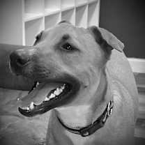 adopt-pet