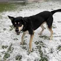 Thumbnail photo of Sonic #2