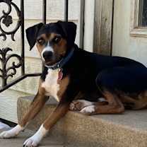 Thumbnail photo of Rusty #2
