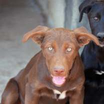 adopt-pet
