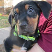 Thumbnail photo of Taurus #4