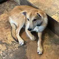 Thumbnail photo of Sandy #1