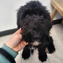 Thumbnail photo of Bailey #3