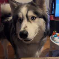 Thumbnail photo of Bane and Shadow #3