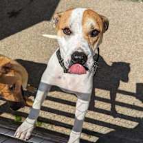 Thumbnail photo of LUKE #1