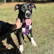 Thumbnail photo of Lucy #2