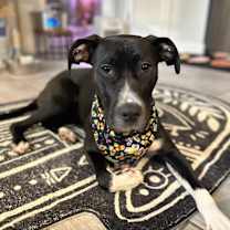 Thumbnail photo of Lucy #4