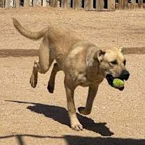 Thumbnail photo of Amarilla - IN FOSTER HOME #1