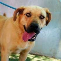 Thumbnail photo of Amarilla - IN FOSTER HOME #2