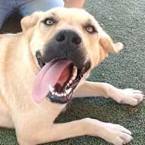 Thumbnail photo of Amarilla - IN FOSTER HOME #3