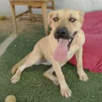 Thumbnail photo of Amarilla - IN FOSTER HOME #4