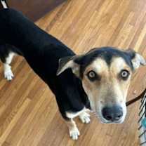 Thumbnail photo of Sully #2