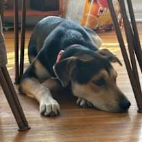 Thumbnail photo of Sully #4