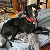 Thumbnail photo of Dexter #2