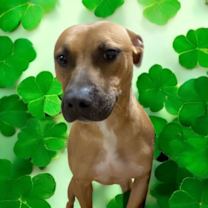 Thumbnail photo of Kylo #3