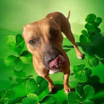 Thumbnail photo of Kylo #4