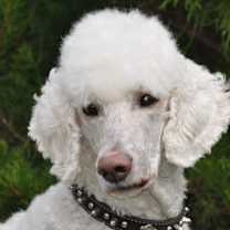 Thumbnail photo of TUCKER #3