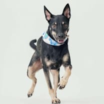 Thumbnail photo of Flynn (Taiwan FMD mixed) #1