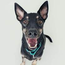 Thumbnail photo of Flynn (Taiwan FMD mixed) #2