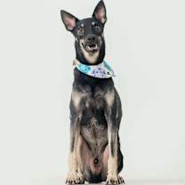 Thumbnail photo of Flynn (Taiwan FMD mixed) #3