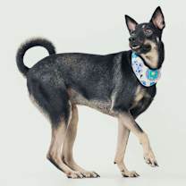 Thumbnail photo of Flynn (Taiwan FMD mixed) #4