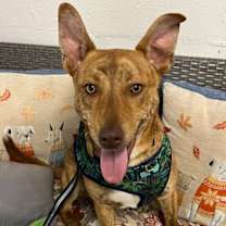 Thumbnail photo of Atticus #2