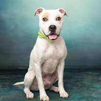 Thumbnail photo of PETEY #1