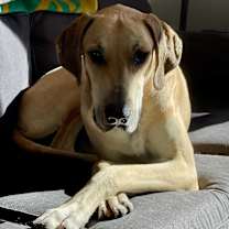 Thumbnail photo of Parsnips #1