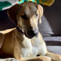 Thumbnail photo of Parsnips #2