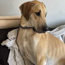 Thumbnail photo of Parsnips #3