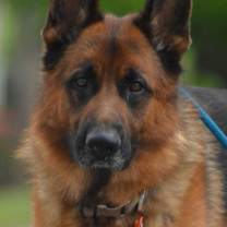 Thumbnail photo of Rocky Bo #1