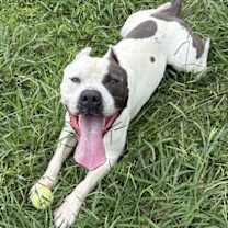 Thumbnail photo of 176129 Kilo #1