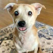 Thumbnail photo of Mr Pillow - M #1