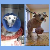 Thumbnail photo of Mr Pillow - M #3