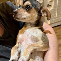 adopt-pet