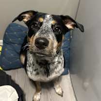 Thumbnail photo of Vette #1