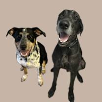 Thumbnail photo of Vette #2