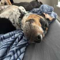 Thumbnail photo of Vette #3