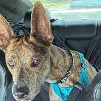 Thumbnail photo of Saint- Diamond Dog #1