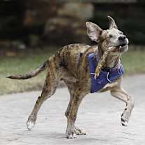 Thumbnail photo of Saint- Diamond Dog #4