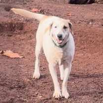 Thumbnail photo of Honey #2