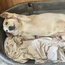 Thumbnail photo of Honey #3