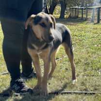 Thumbnail photo of Mercedes #3