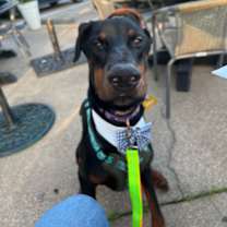 Thumbnail photo of Chandler Goose #2