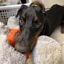 Thumbnail photo of Chandler Goose #3