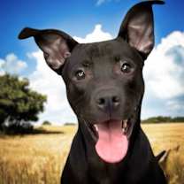 Thumbnail photo of Dalton #1