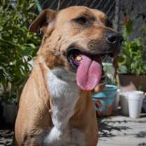 Thumbnail photo of COCO #1