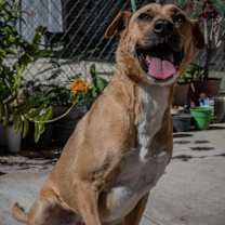 Thumbnail photo of COCO #2